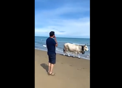 Salvini si rilassa sulla spiaggia di Lesina e manda baci alle vacche. VIDEO
