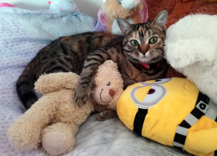 17 febbraio, giornata del gatto: "Rivolgersi regolarmente al veterinario"