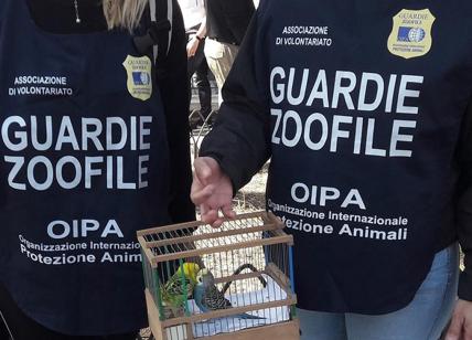 Taglia le ali ai pappagalli per fare accattonaggio: multata di 5mila euro