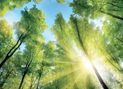 Un cigno verde ci salverà dal disastro, per il pioniere della sostenibilità