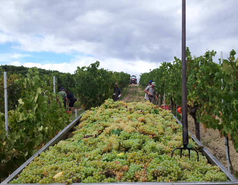 Vendemmia Vino a San Gimignano