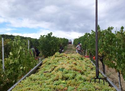 Vendemmia Vino a San Gimignano