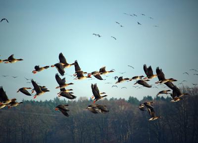 wild geese 1149609 1920