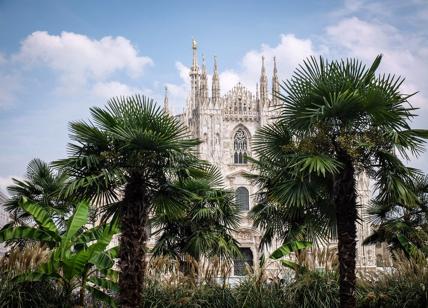 Milano, potrebbero sparire le palme e i banani di piazza Duomo