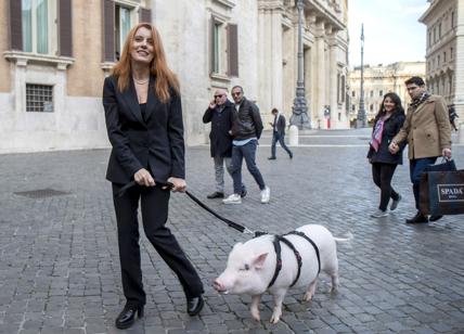 Lecco, vietato il cibo agli animali randagi. Brambilla: "Farò ricorso al Tar"