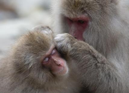 Vaiolo scimmie, sequenziato genoma completo virus a Pavia