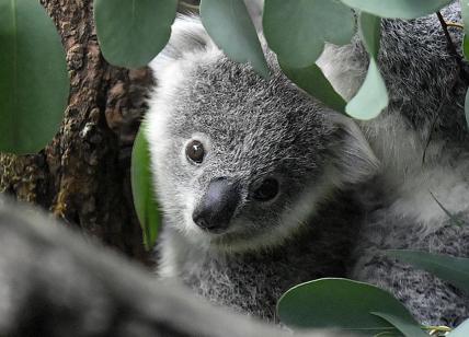 Koala specie a rischio di estinzione: allarme dall'Australia