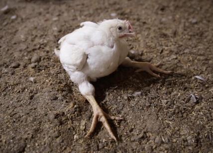 Polli maltrattati e cadaveri ovunque: la vita choc negli allevamenti intensivi