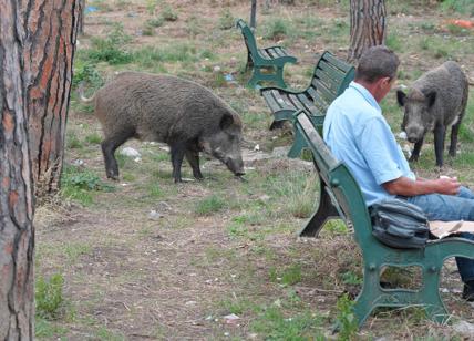 Cinghiali con la peste suina: allarme carne. Vietata raccolta funghi e tartufi