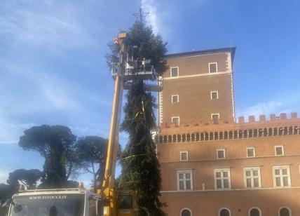 A piazza Venezia arriva l'albero di Natale: anche quest'anno a impatto zero