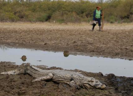 Florida, donna anziana cade nello stagno: afferrata e uccisa da due alligatori