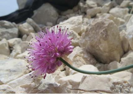 Miracolo: nel Lazio scoperta una nuova pianta, si chiama Allium