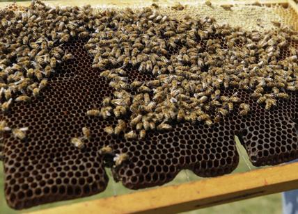 Lasciate al sole su una pista ad Atlanta, morte cinque milioni di api