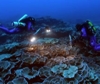 Scoperta una gigantesca barriera corallina al largo di Tahiti