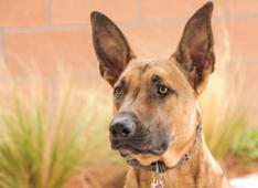 Ecco i cani più intelligenti del mondo