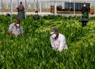 Braccianti agricoli