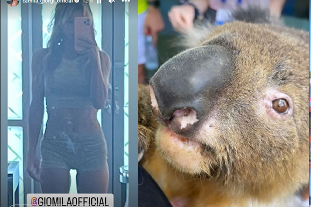 camila giorgi short foto koala