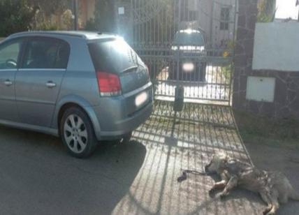 Il cane azzanna galline: uomo lo lega all’auto e lo trascina fino a ucciderlo
