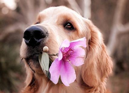 Cane annusa il sedere della proprietaria: così lei scopre un tumore all'ano