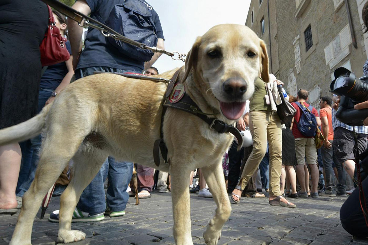 canili roma 2