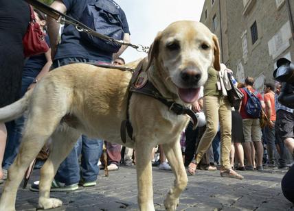 Cani abbandonati: a Roma e nel Lazio il record nazionale. Il decalogo Enpa