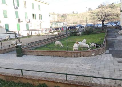 Roma zoo: al Trullo nelle case Ater pascolano le capre. Foto virale sui social