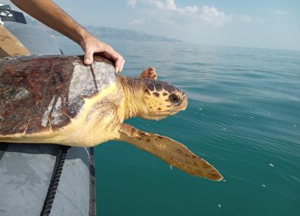 Despar, bioshopper per la salvaguardia delle tartarughe marine