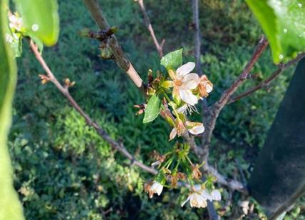 Natura in tilt anche in Puglia: ciliegi in fiore a novembre