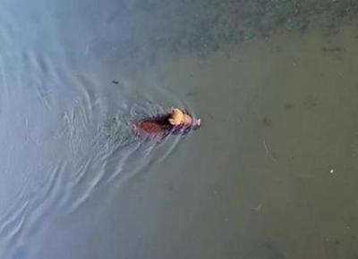 cinghiale darsena