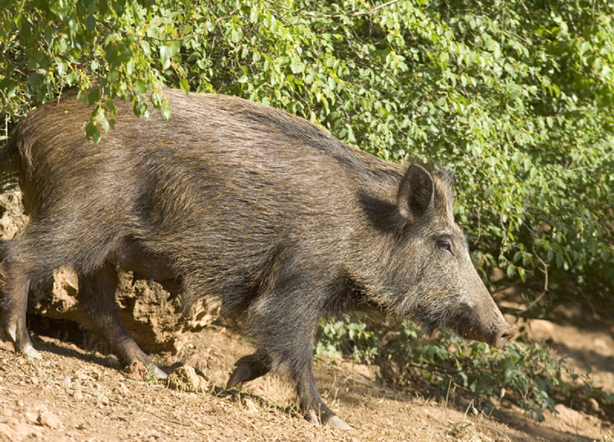 cinghiale