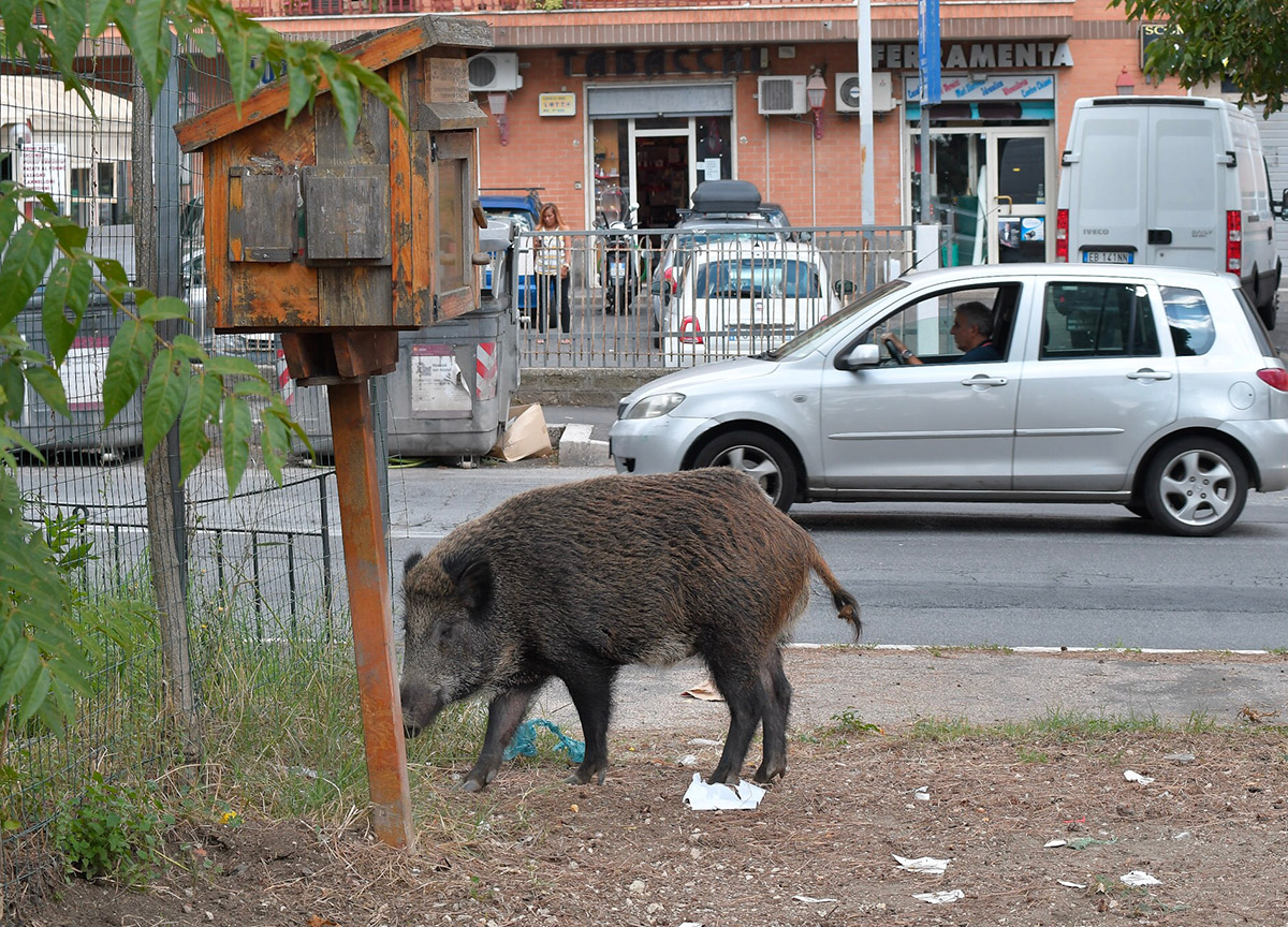 Cinghiale Roma