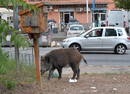 Cinghiali “pazzi”: Costa: serve un piano di abbattimento in Piemonte e Lazio