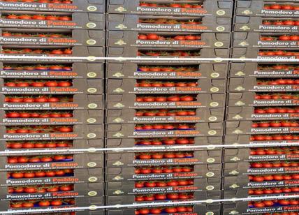 Pachino IGP, tonnellate di pomodori al macero. Centinaia le imprese a rischio