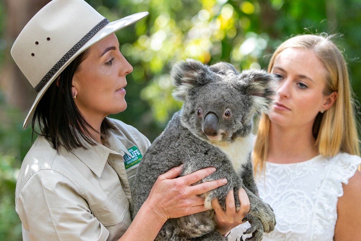 Currubin Park Koala Currubin Park Koala