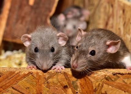Variante Omicron? Forse nata da un ritorno del virus da topi a umani