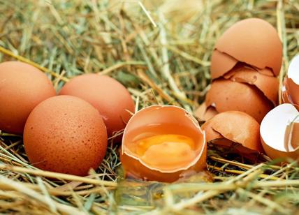 Cuore, quante uova al giorno? Uno solo riduce il rischio di infarto ed ictus