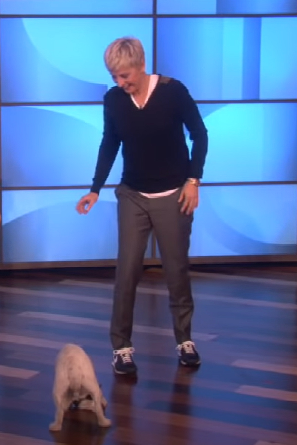 Ellen Degeneres Ellen Degeneres