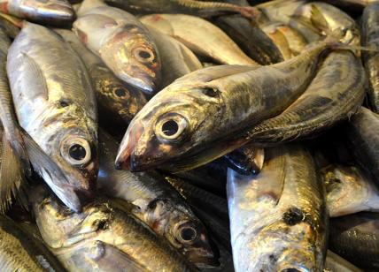 Tumore al colon, il pesce riduce il rischio del 30%: ecco quale scegliere