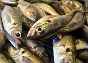 Tumore al colon, il pesce riduce il rischio del 30%: ecco quale scegliere
