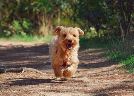 Verona, un cane è morto lasciato in auto dalla padrona per andare in piscina Verona, un cane è morto lasciato in auto dalla padrona per andare in piscina