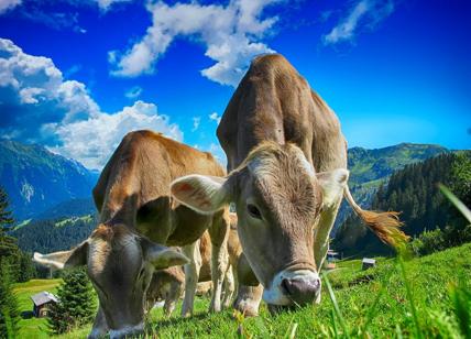 Cuneo, strage di 50 mucche: "E' colpa della siccità, rende velenosi i cereali"