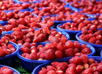Fragole Nemi