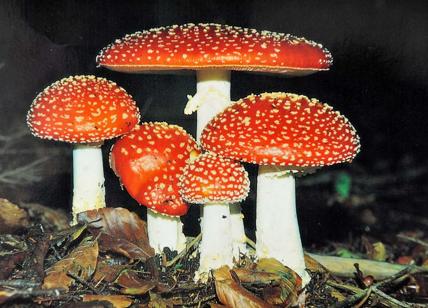 Lo studio: una dose di “funghi allucinogeni” può curare la depressione cronica