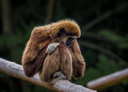 Bambina aggredita da una scimmia in un zoo in Messico