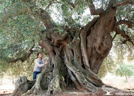Stati Generali dell’olivicoltura mondiale: occhi puntati sulla Puglia