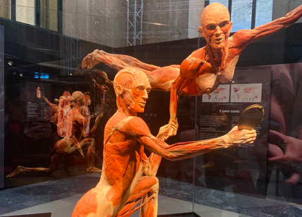 Grandi Stazioni Retail, inaugurata a Milano la mostra “BODY WORLDS”