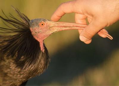 ibis eremita 2 min