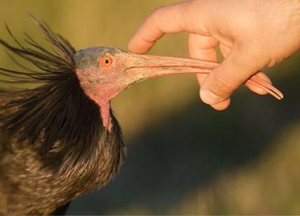 Allarme bracconaggio, a Roma ucciso a colpi di fucile un raro ibis eremita