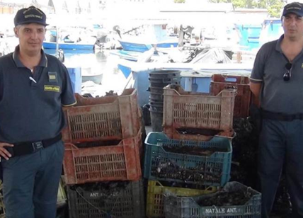 Taranto, sequestrate due tonnellate di cozze allevate in mare con diossina