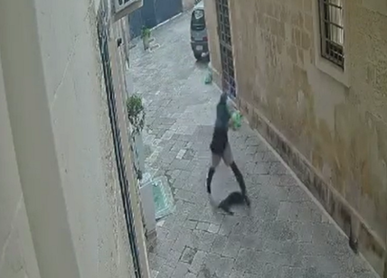 Gatto ucciso a calci a Lecce, video delle violenze. È caccia al responsabile